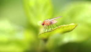 how to get rid of fruit flies: 7 tips