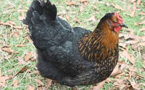 The A Z Of Chicken Breeds And Choosing The Perfect One