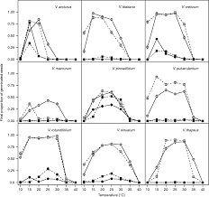Image result for Achyrospermum carvalhoi
