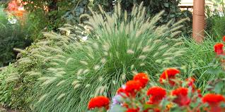 In stock (79) sizes & prices. Prettiest Ornamental Grasses To Plant In Your Landscape Better Homes Gardens