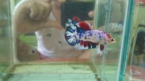 Pembayaran mudah, pengiriman cepat & bisa cicil 0%. Ikan Cupang Giant Marble Fancy Youtube