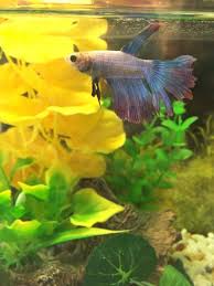 Guide To Tea Tree Oil Melaleuca Bettafix Melafix Pond Melafix Photo Via Http Www Fishforums Net Threads Quickly Advancing Finrot H Betta Fish Pond Betta