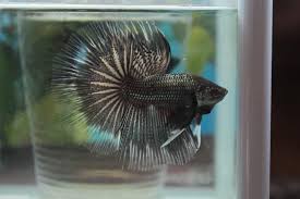 Halfmoon Black Copper Butterfly Betta Fish Beautiful Fish Siamese Fighting Fish