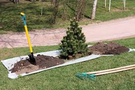 While surface tree roots may be unsightly, they rarely pose a threat to the tree or the homeowner. Tree Moving Tips When And How To Transplant A Tree Or Shrub