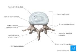 All the bones in the body can be described as long bones or flat bones. Lumbar Vertebrae Anatomy And Clinical Aspects Kenhub