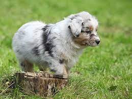 Housebreaking Your Puppy With These House Training Tips