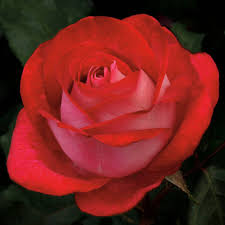 Maybe you would like to learn more about one of these? Love At First Sight High Country Roses