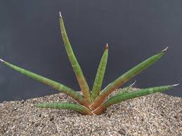 Image result for Sansevieria pearsonii