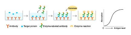 Elisa is a rapid test used for detecting or quantifying antibody (ab) against viruses, bacteria and other materials or antigen (ag). The Principle And Method Of Elisa Mbl Life Science Japan