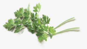 coriander cilantro png transparent png transparent png image pngitem coriander cilantro png transparent