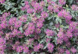 Pin On Plant Related