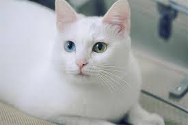 chinchilla kedi irk ozellikleri