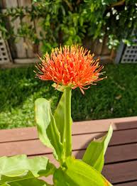 Image result for Scadoxus membranaceus