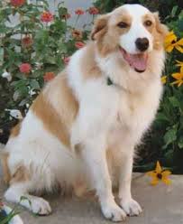Patterned White Border Collies White Border Collie White Puppies Border Collie