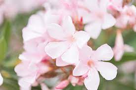 Check spelling or type a new query. Pale Pink Flowers In Arizona Elizabethnord Com