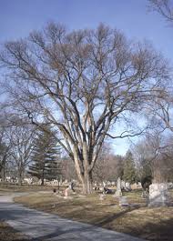 Fall tree coloring pages free printable tree coloring pages for kids cool2bkids. American Elm Ohio Department Of Natural Resources