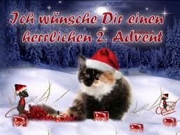 Advent Lustige Spruche Hintergrundbilder Kostenlos Katze Im Schnee 2 Advent Bilder