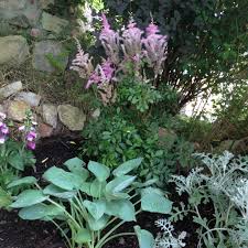 Unser Garten Mit Schattenpflanzen Garten Schattengarten Und Pflanzen