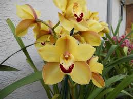 Fiore giallo rosso dell'orchidea di cattleya. Cymbidium Orchidee Orchidea Cymbidium