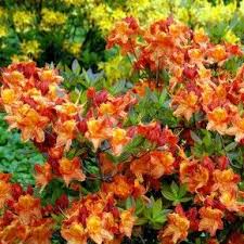 Pin Pa Rhododendronforslag