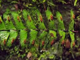 Image result for Asplenium gemmiferum