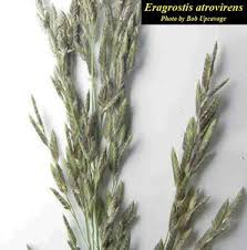 Image result for Eragrostis atrovirens