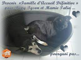 We did not find results for: La Spa Refuge De Cholet Famille D Accueil Definitive Vous N Avez Pas Les Finances Pour Prendre Un Animal Mais Vous Avez Du Temps Et Beaucoup D Amour A Donner