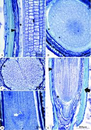 Image result for Emilia abyssinica