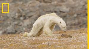 Que cache l'ours polaire de frédéric : Une Des Photographes De L Ours Polaire Affame S Explique Lense