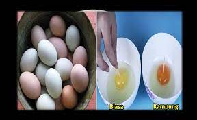 Agen telur ayam, muaradua, sumatera selatan, indonesia. Telur Ayam Kampung Atau Telur Ayam Negeri Mana Yang Lebih Baik Persagi Bandung