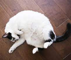 Why Does My Cat Kick Her Back Legs