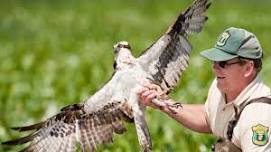 Ospreys of the Patuxent Boat Tour