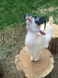 Goat Staring At The Sky Cute Animals Funny Animal Pictures Cute Baby Animals