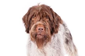 Wirehaired pointing griffon male pup. Wirehaired Pointing Griffon Dog Breed Information