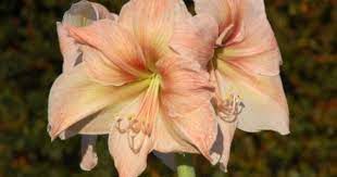 Reblooming Amaryllis Flowers Care To Get An Amaryllis To Bloom Again Amaryllis Flowers Amaryllis Care Flower Care