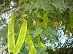 Image result for Albizia procera