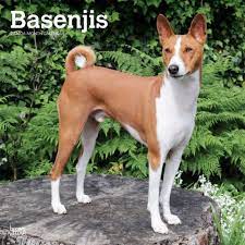 Basenjis 2020 Calendar Unusual Dog Breeds Dog Breeds Pet Dogs