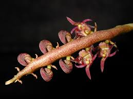 Image result for Bulbophyllum falcatum