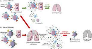 Frontiers Flattening The Covid 19 Curve With Natural Killer Cell Based Immunotherapies Immunology