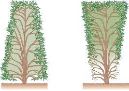 Während der vegetationszeit (frühjahr bis sommer) geht die wundheilung schneller vonstatten. Hecken Schneiden Die Wichtigsten Tipps Thuja Hecke Buchenhecke Hecke