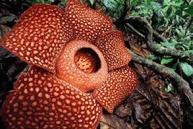 Giant Plants Endangered Plants Corpse Flower Large Flowers