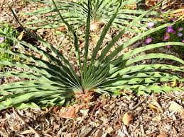 Image result for Boophone