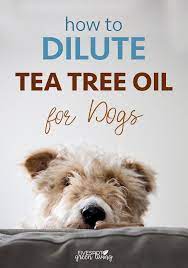 How To Dilute Tea Tree Oil For Dogs Safely Teatreeoil Teatreeoiluses Essentialoils Dogs Doghealth Teatreeoilps Tea Tree Oil Dogs Dog Spray Oils For Dogs