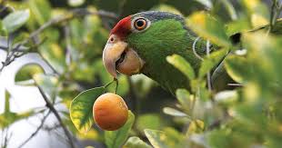 The mexican red headed parrot is reported to lack the extreme mood swings of other amazons; Parrot Paradox The Unprotected Endangered Red Crowned Parrot American Bird Conservancy