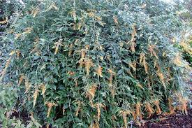 Image result for Buddleja madagascariensis