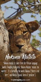 20 Beautiful African Words In The Lion King That Ll Make You Smile Lion King Quotes Disney Quote Lion King Lion King Art The phrase was used in disney animated film the lion king, in which it is translated as. pinterest