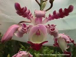 Written in an unknown script by an unknown author, the manuscript has no clearer purpose now than when it was rediscovered in 1912 by rare books dealer wilfrid voynich. Shomburquia De Mexico Yucatan Unusual Flowers Strange Flowers Beautiful Orchids