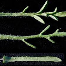 Image result for Nidorella welwitschii