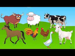 hayvanlari taniyalim hayvan sesleri horoz tavuk keci boga at koyun inek kaz youtube animal paintings animal drawings drawings