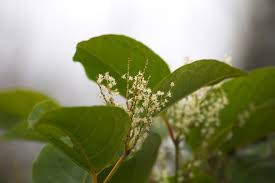 Maybe you would like to learn more about one of these? Japanese Knotweed Removal How To Identify Japanese Knotweed On Your Property And Garden